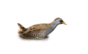 Kleinsumpfhuhn - Vögel in Europa