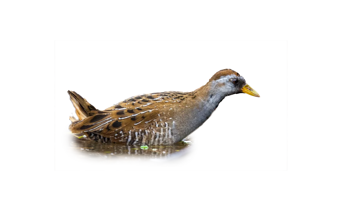 Kleinsumpfhuhn - Vögel in Europa