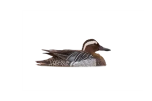 Knäkente - Vögel in Europa