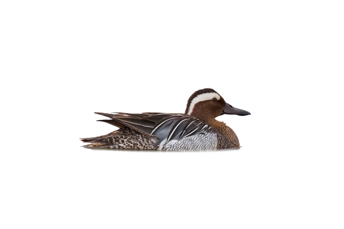 Knäkente - Vögel in Europa