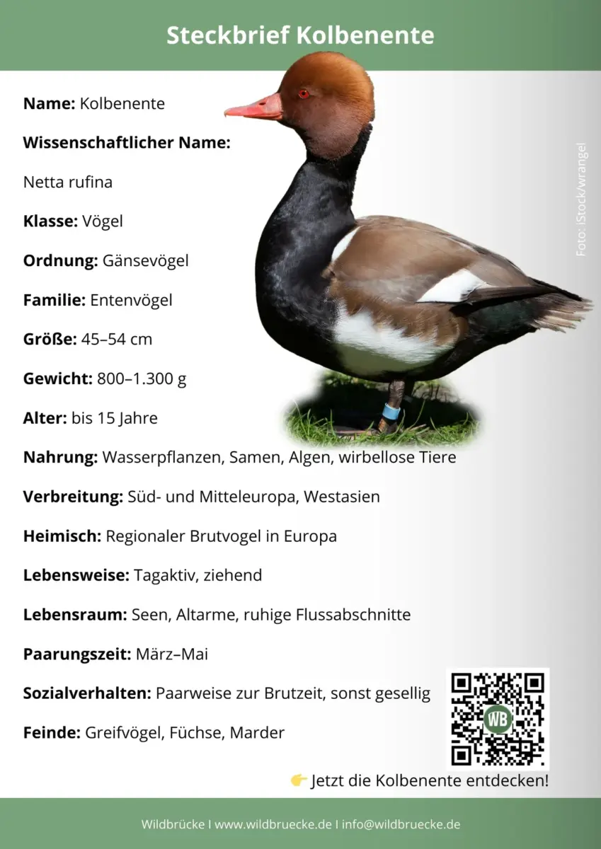 Kolbenente Steckbrief