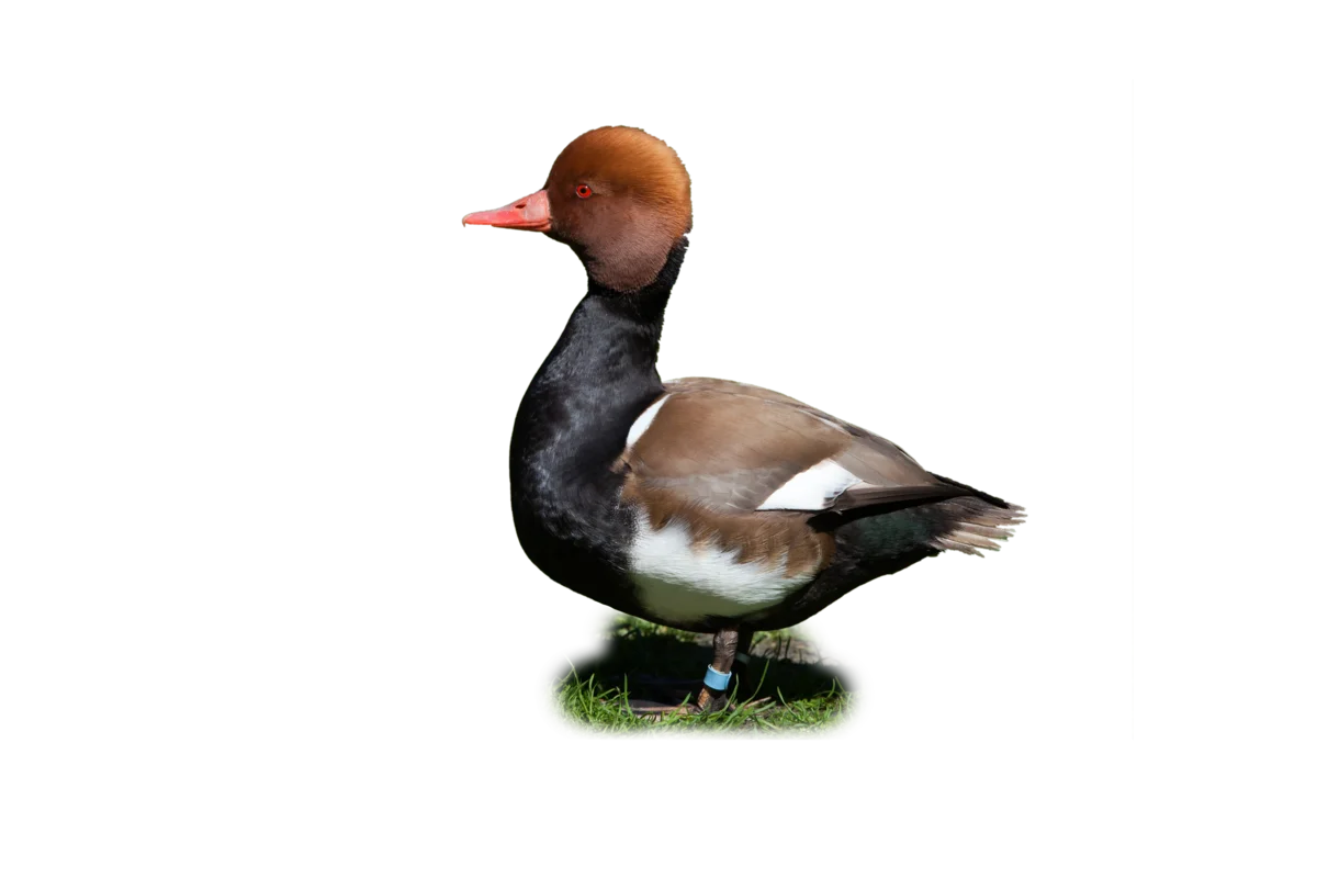 Kolbenente - Vögel in Europa