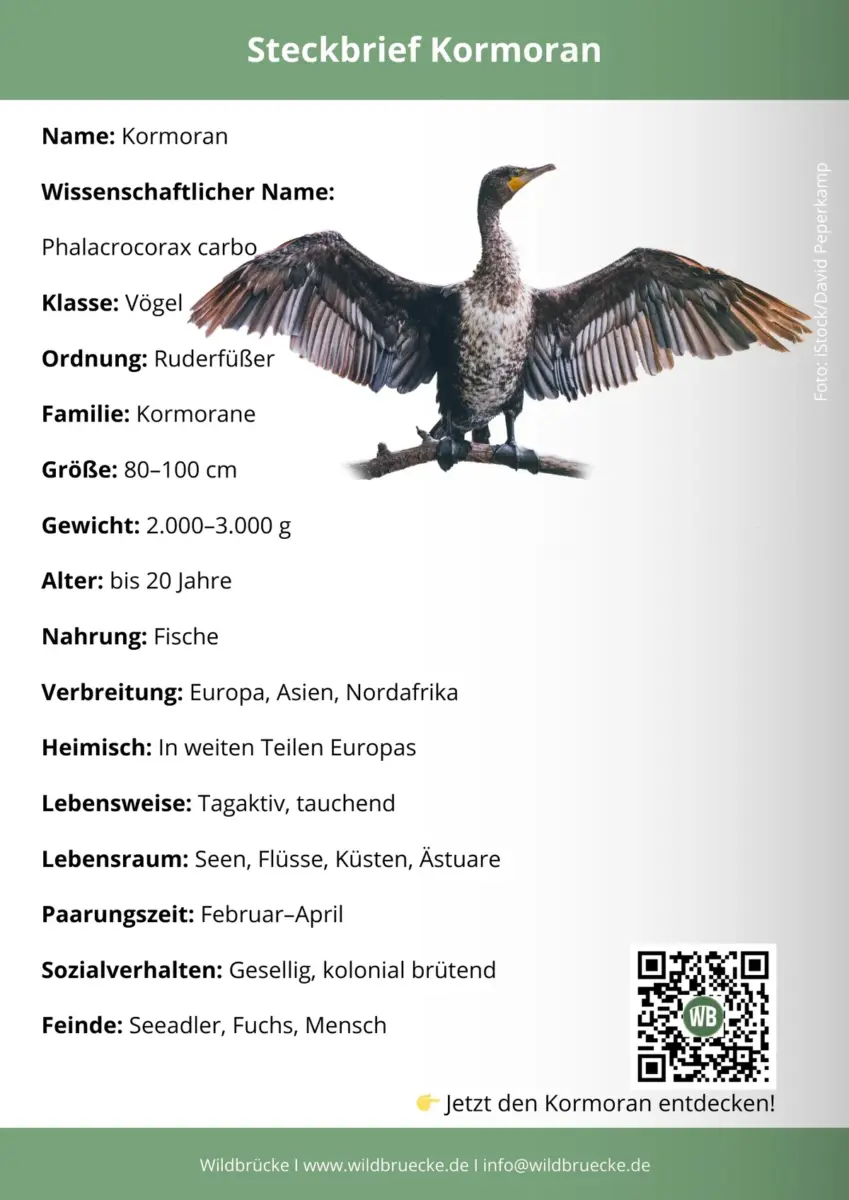Kormoran Steckbrief