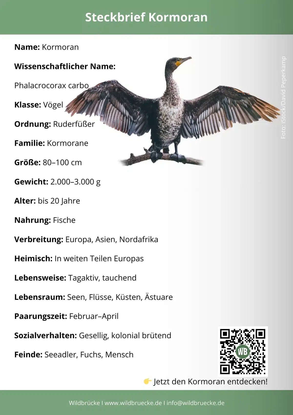 Kormoran Steckbrief - Vögel in Europa