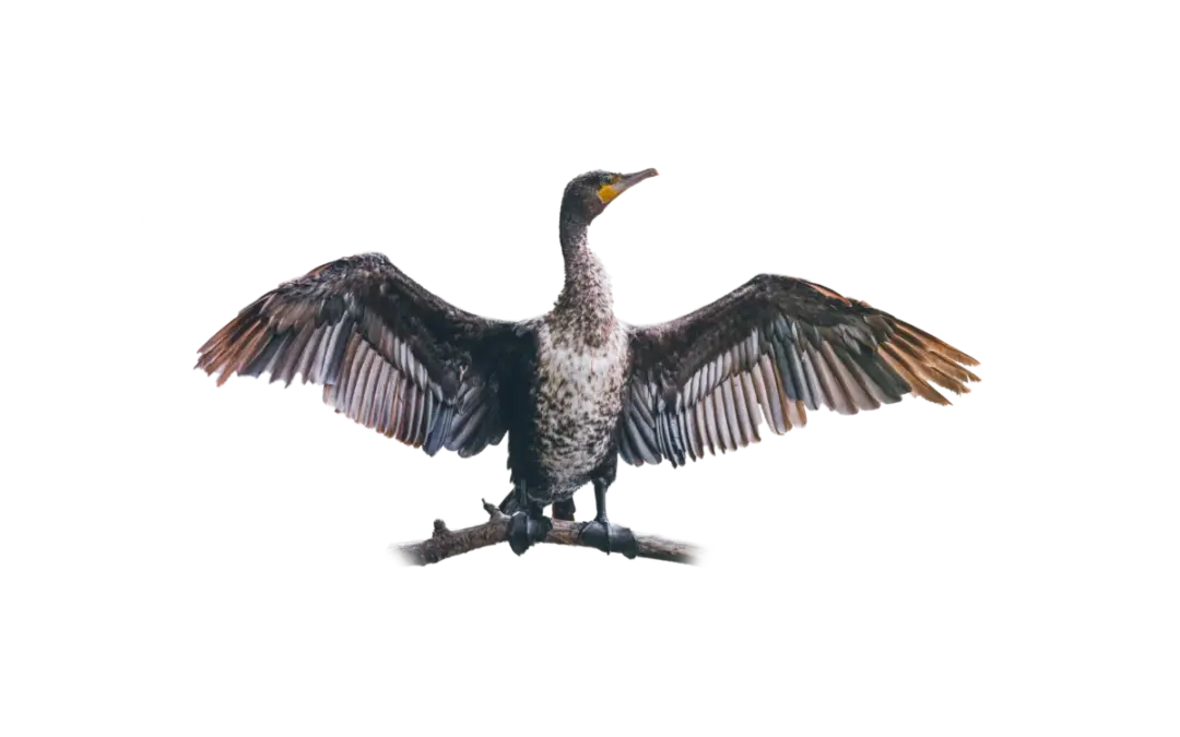 Kormoran