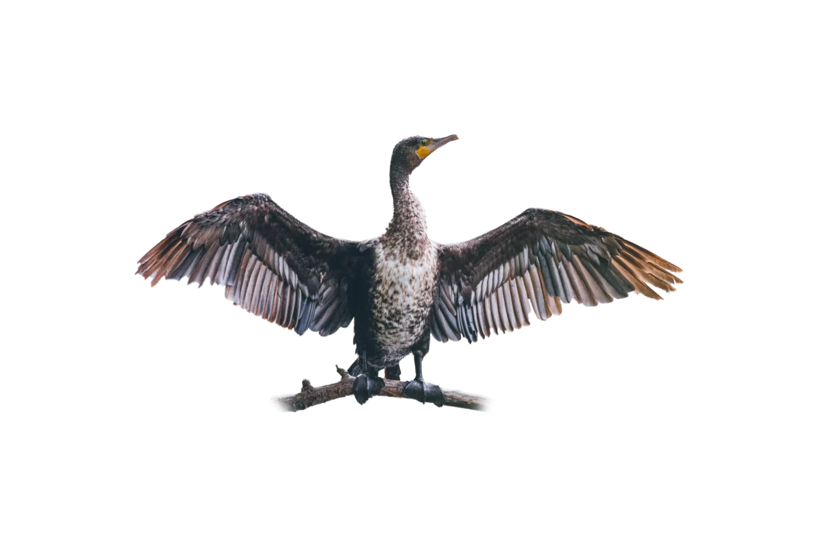 Kormoran - Vögel in Europa