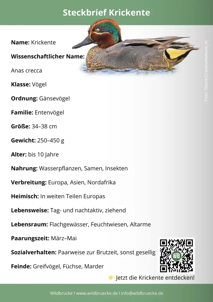 Krickente Steckbrief