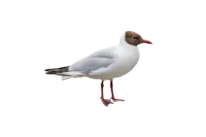 Lachmöwe - Vögel in Europa