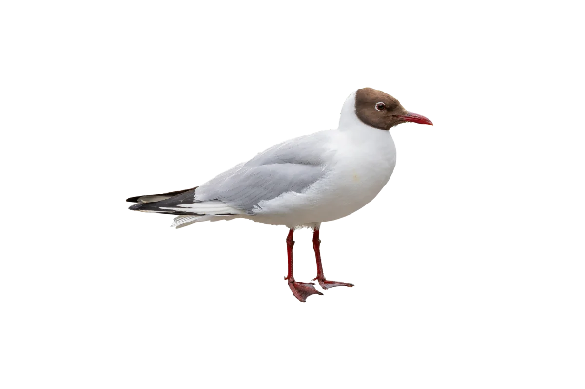 Lachmöwe - Vögel in Europa