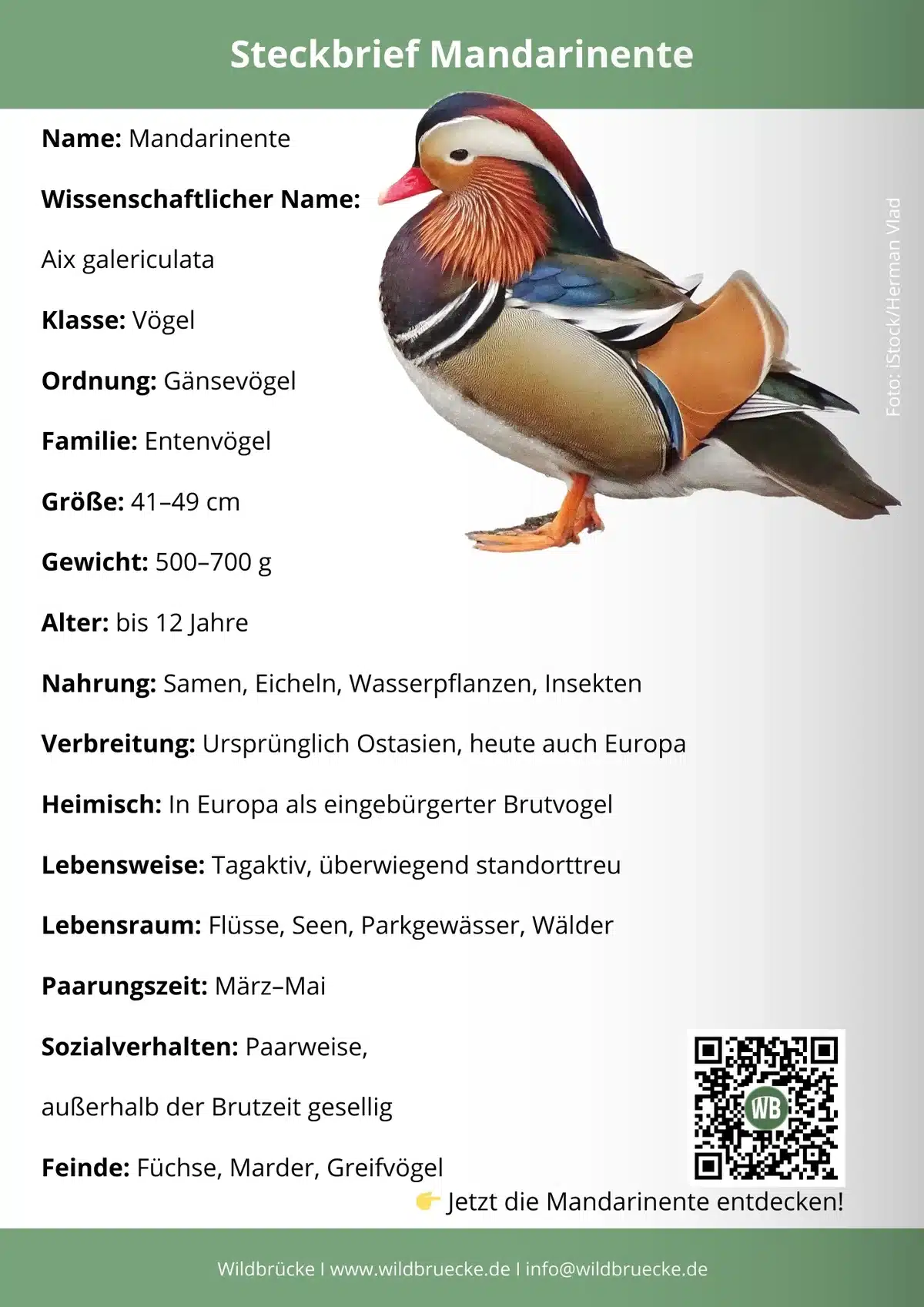 Mandarinente Steckbrief - Vögel in Europa