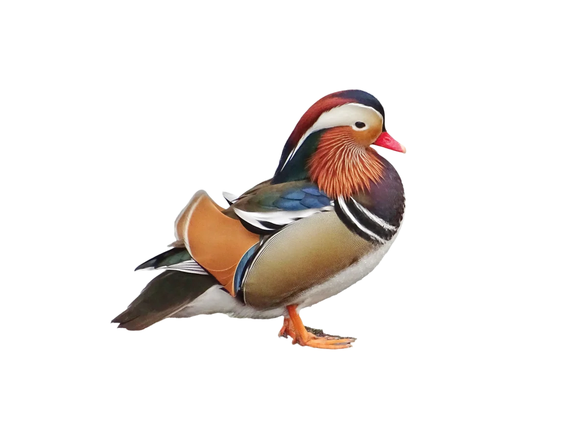 Mandarinente - Vögel in Europa