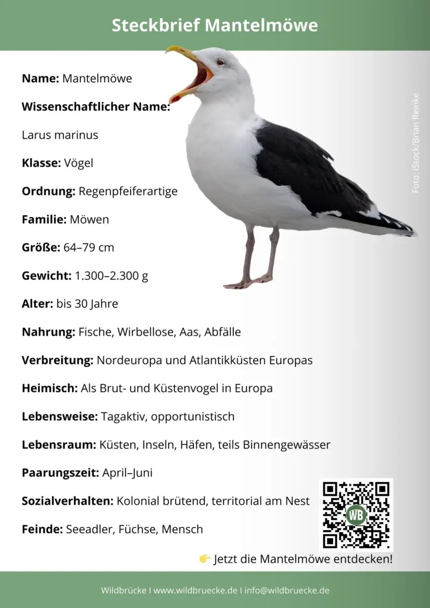 Mantelmöwe Steckbrief