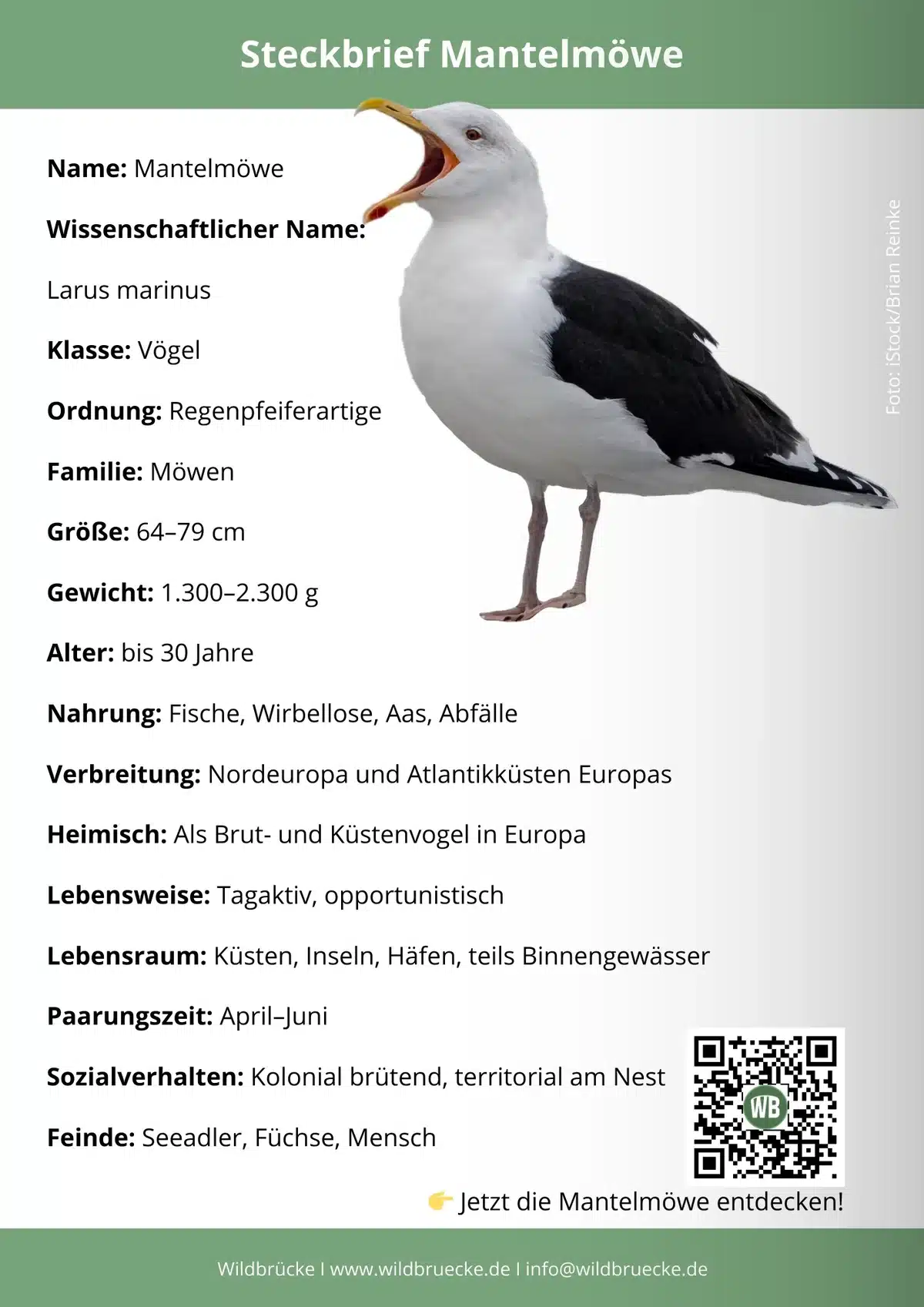 Mantelmöwe Steckbrief - Vögel in Europa