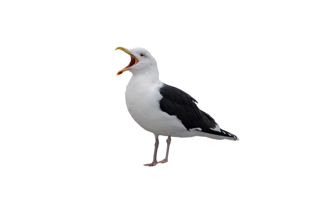 Mantelmöwe - Vögel in Europa