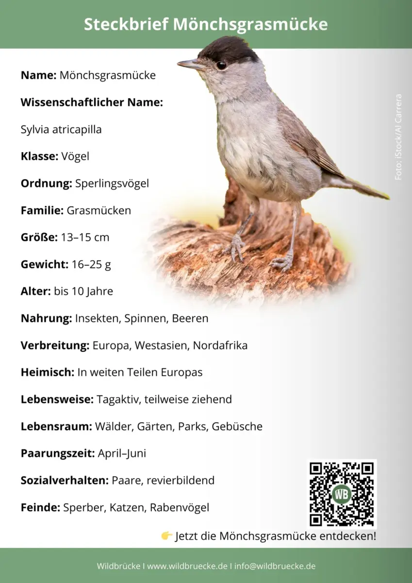 Mönchsgrasmücke Steckbrief