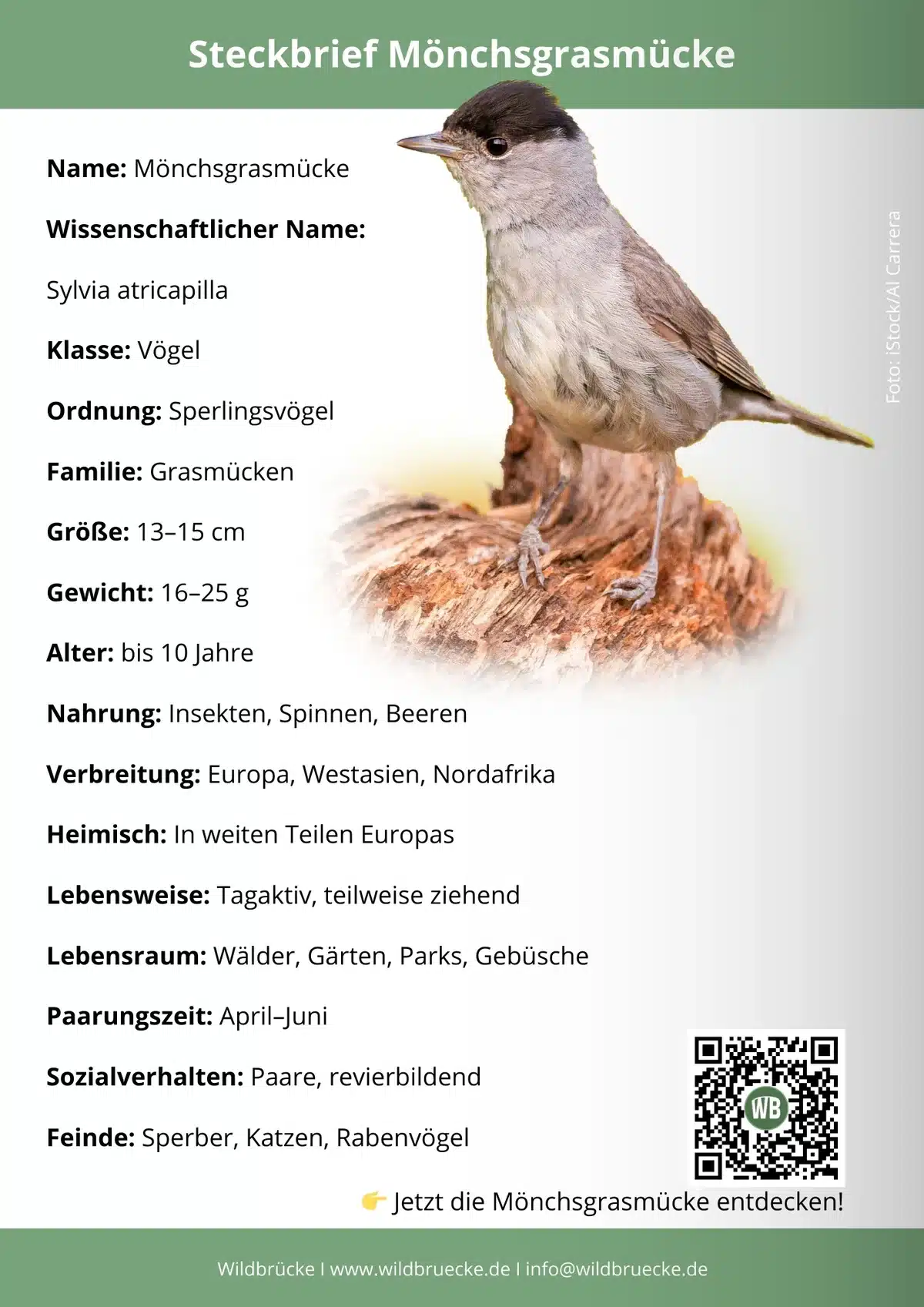 Mönchsgrasmücke Steckbrief - Vögel in Europa