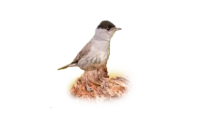 Mönchsgrasmücke - Vögel in Europa