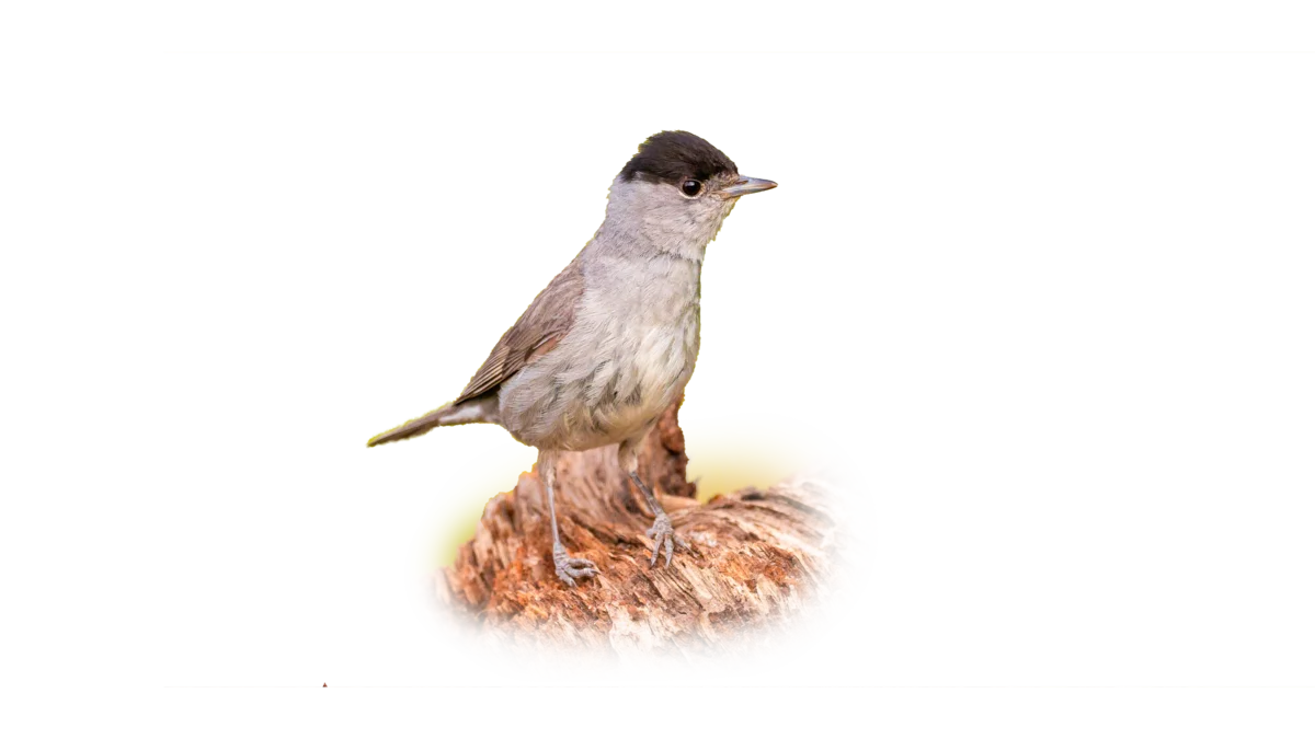 Mönchsgrasmücke - Vögel in Europa