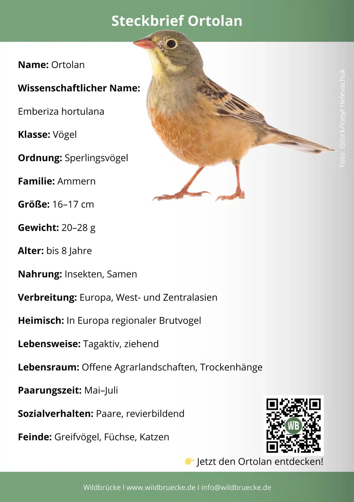 Ortolan Steckbrief - Vögel in Europa