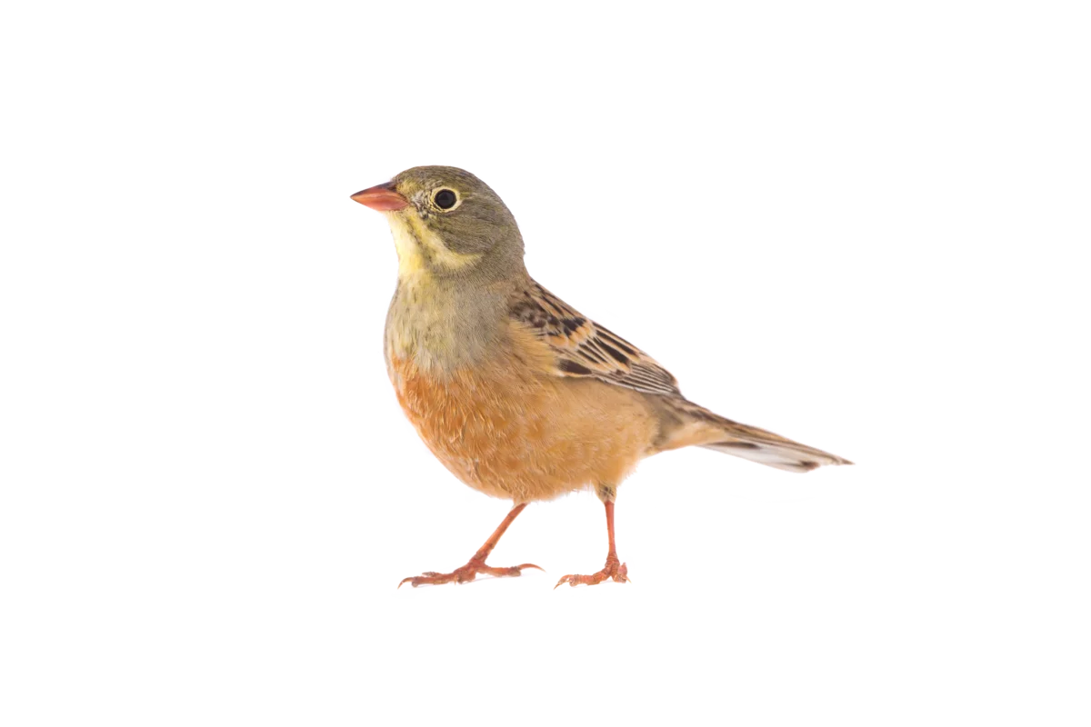 Ortolan - Vögel in Europa