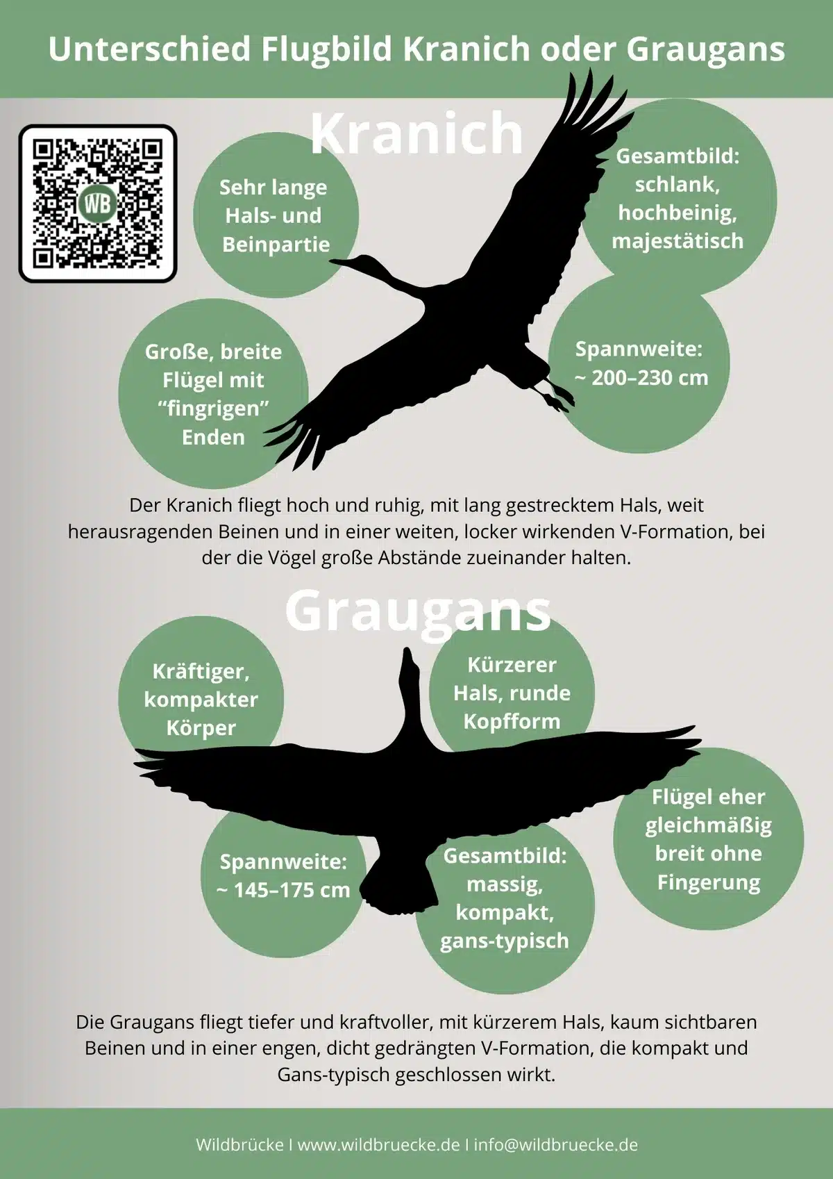 Unterschied Flugbild Kranich oder Graugans - Vögel in Europa