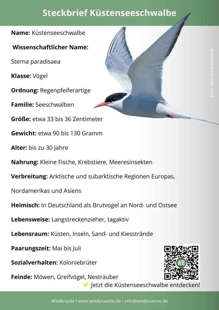 Küstenseeschwalbe Steckbrief