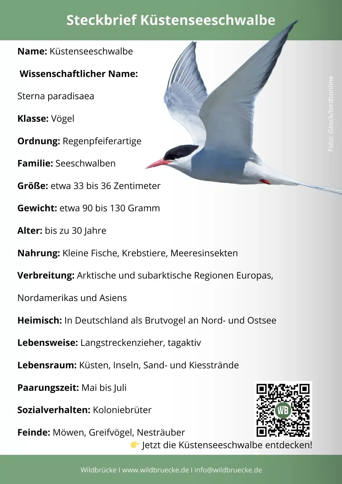 Küstenseeschwalbe Steckbrief - Vögel in Europa