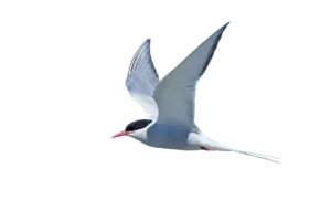 Küstenseeschwalbe - Vögel in Europa