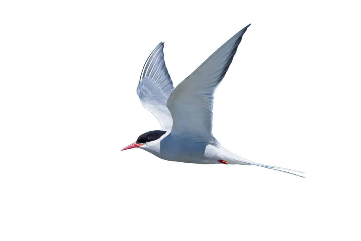 Küstenseeschwalbe - Vögel in Europa