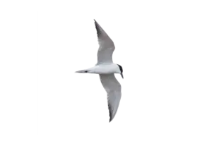 Lachseeschwalbe im Flug - Vögel in Europa