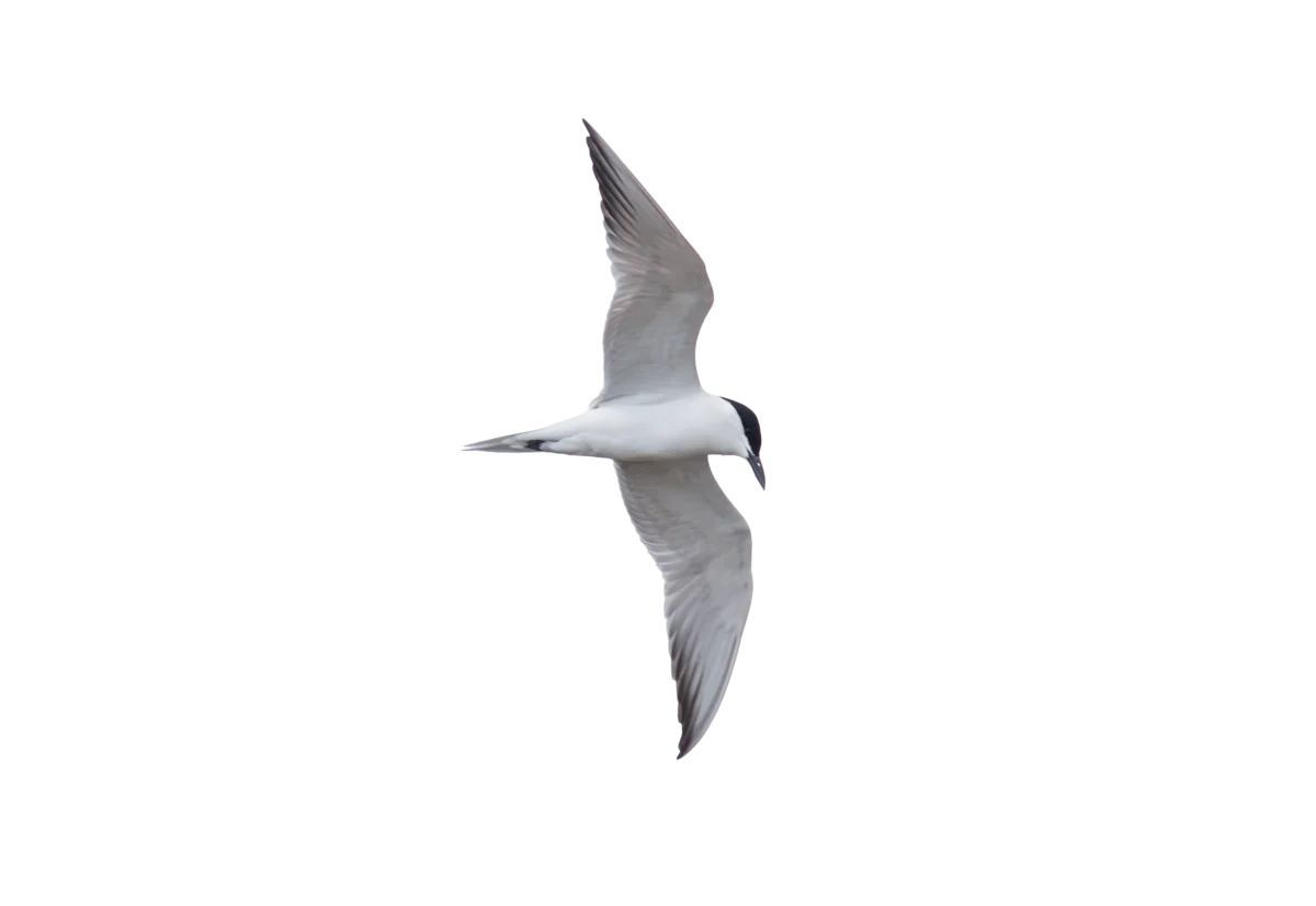 Lachseeschwalbe im Flug - Vögel in Europa