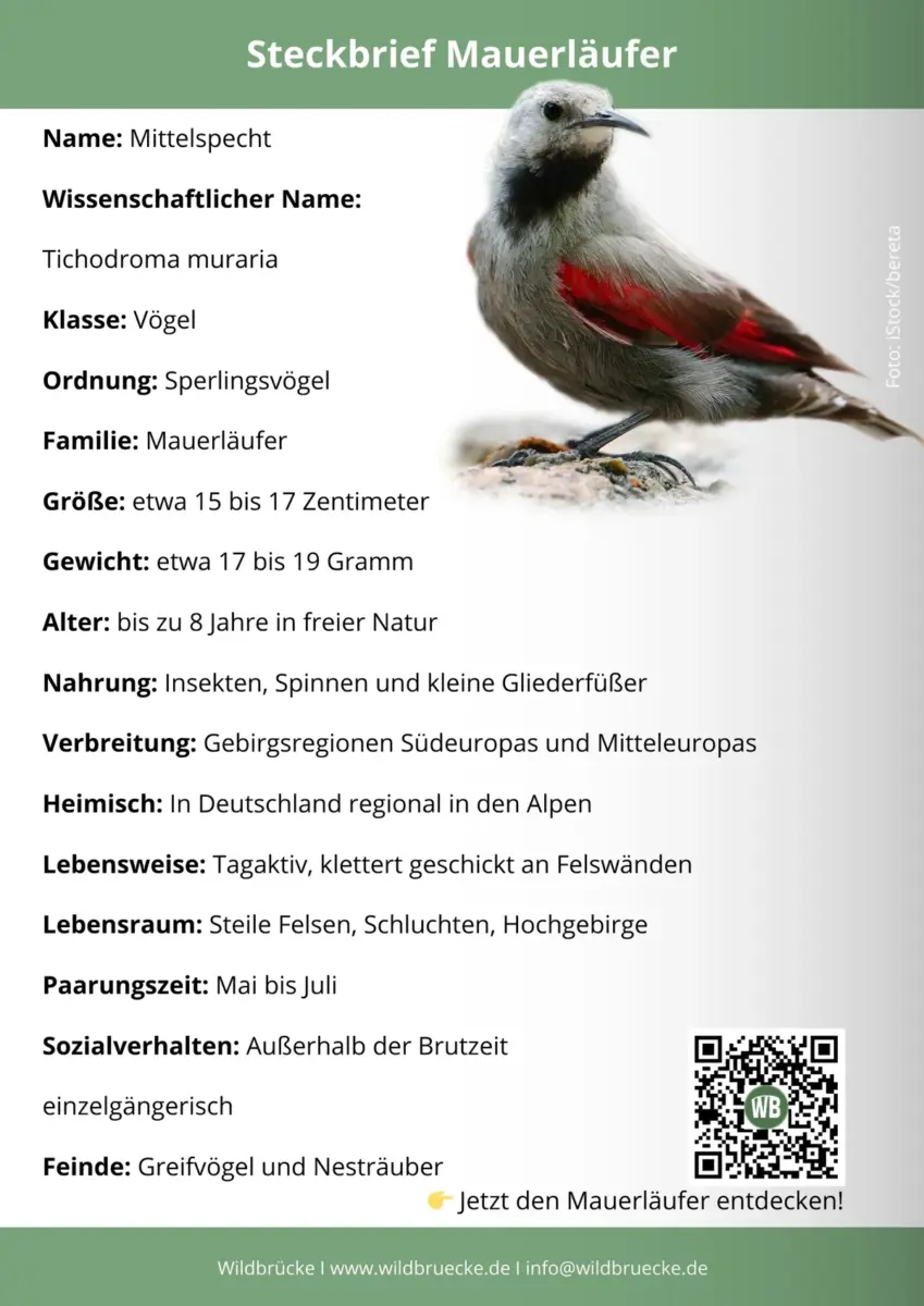 Mauerläufer Steckbrief