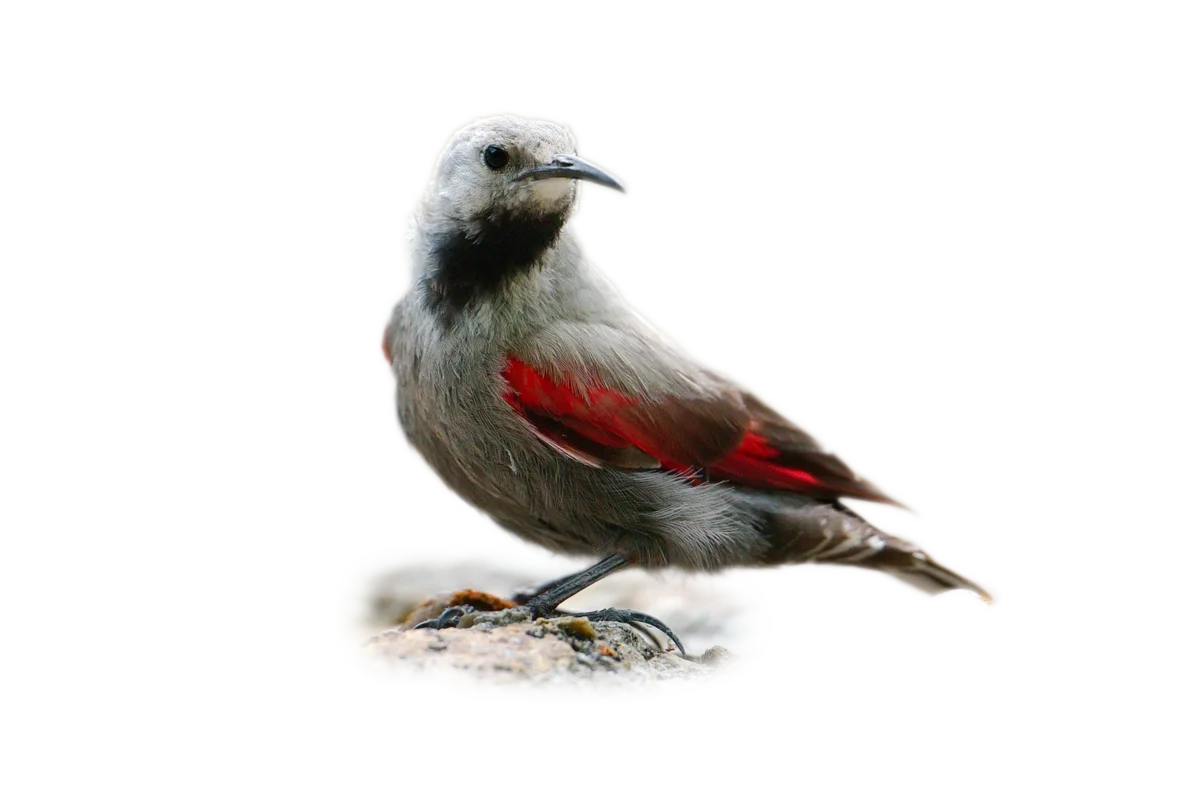 Mauerläufer - Vögel in Europa