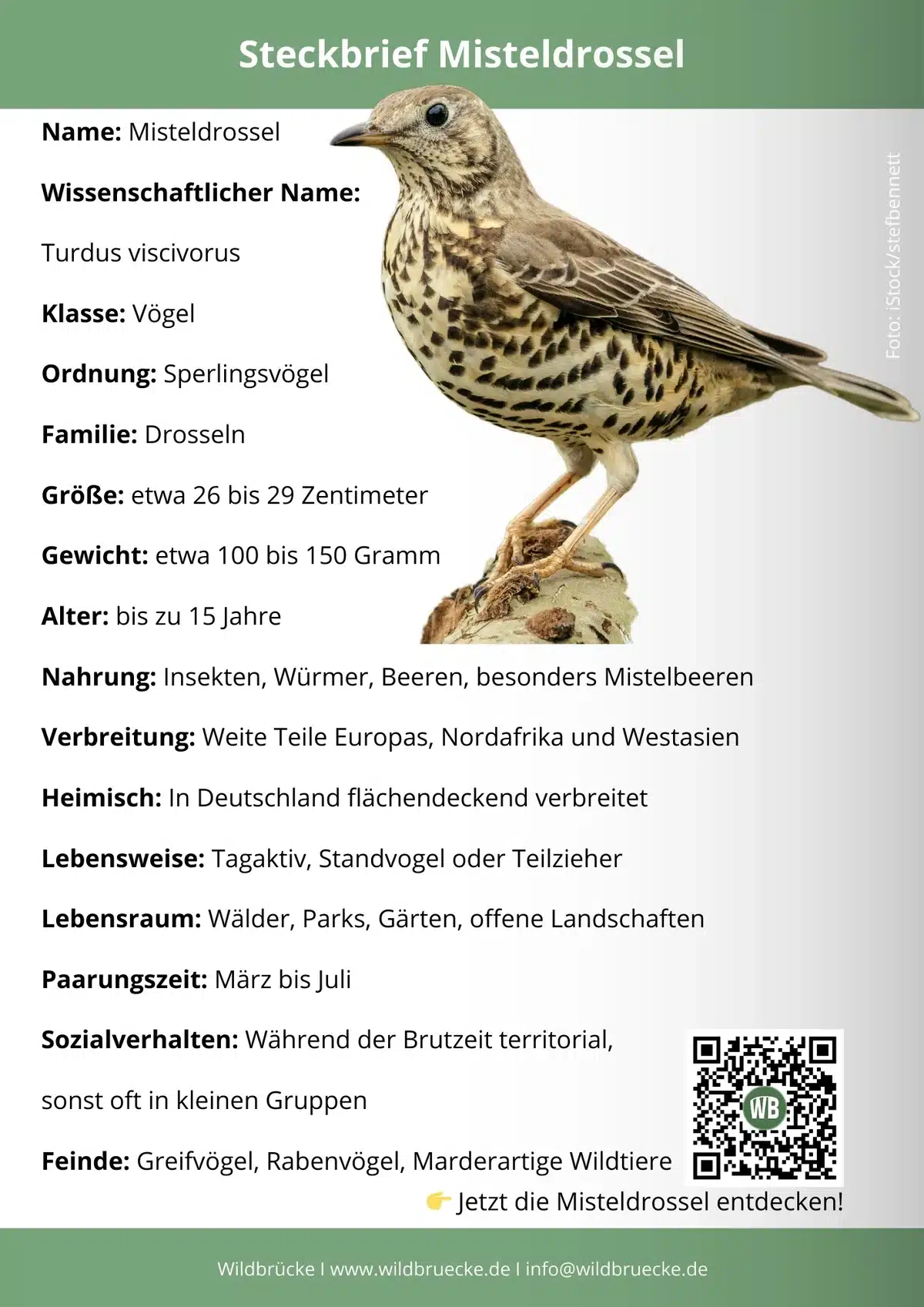 Misteldrossel Steckbrief - Vögel in Europa