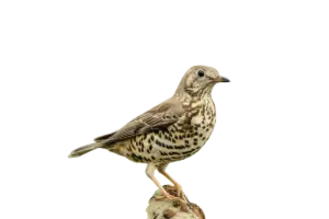 Misteldrossel - Vögel in Europa