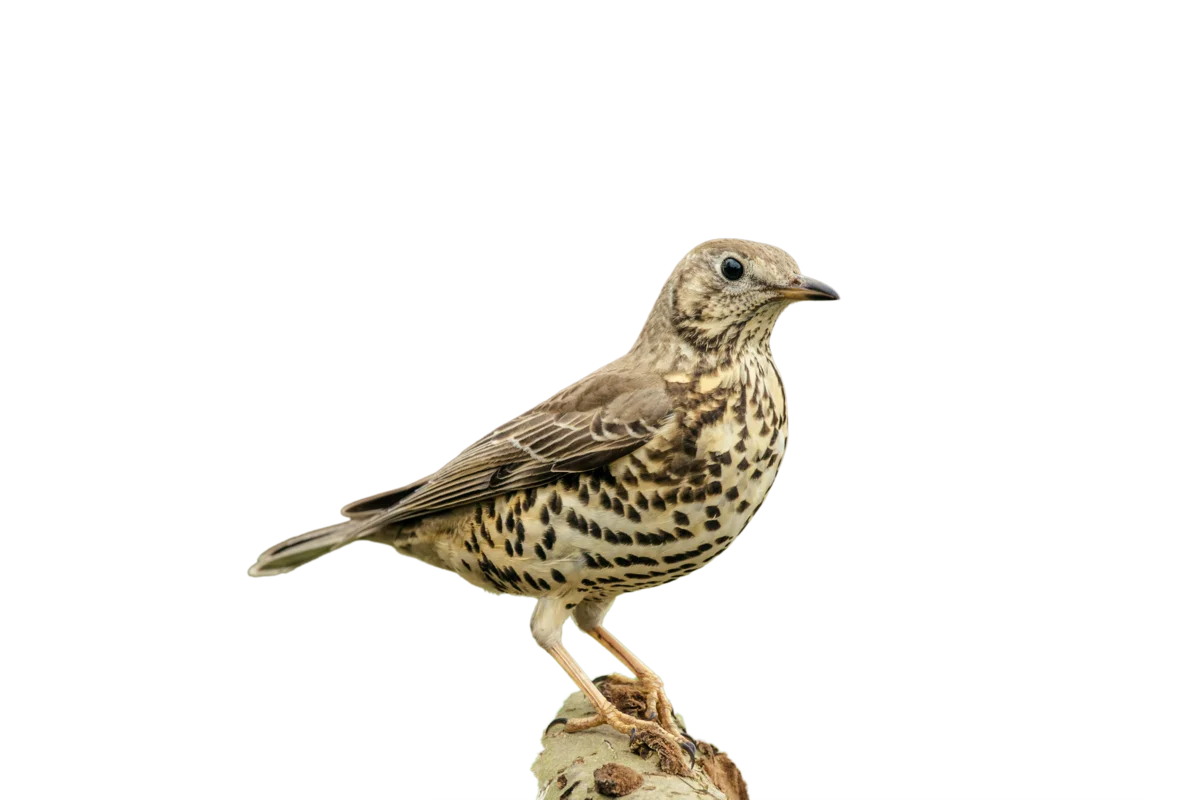 Misteldrossel - Vögel in Europa