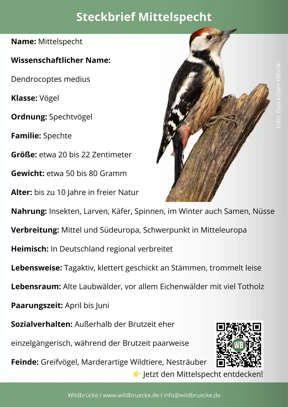 Mittelspecht Steckbrief - Vögel in Europa