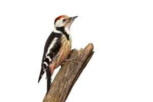 Mittelspecht - Vögel in Europa