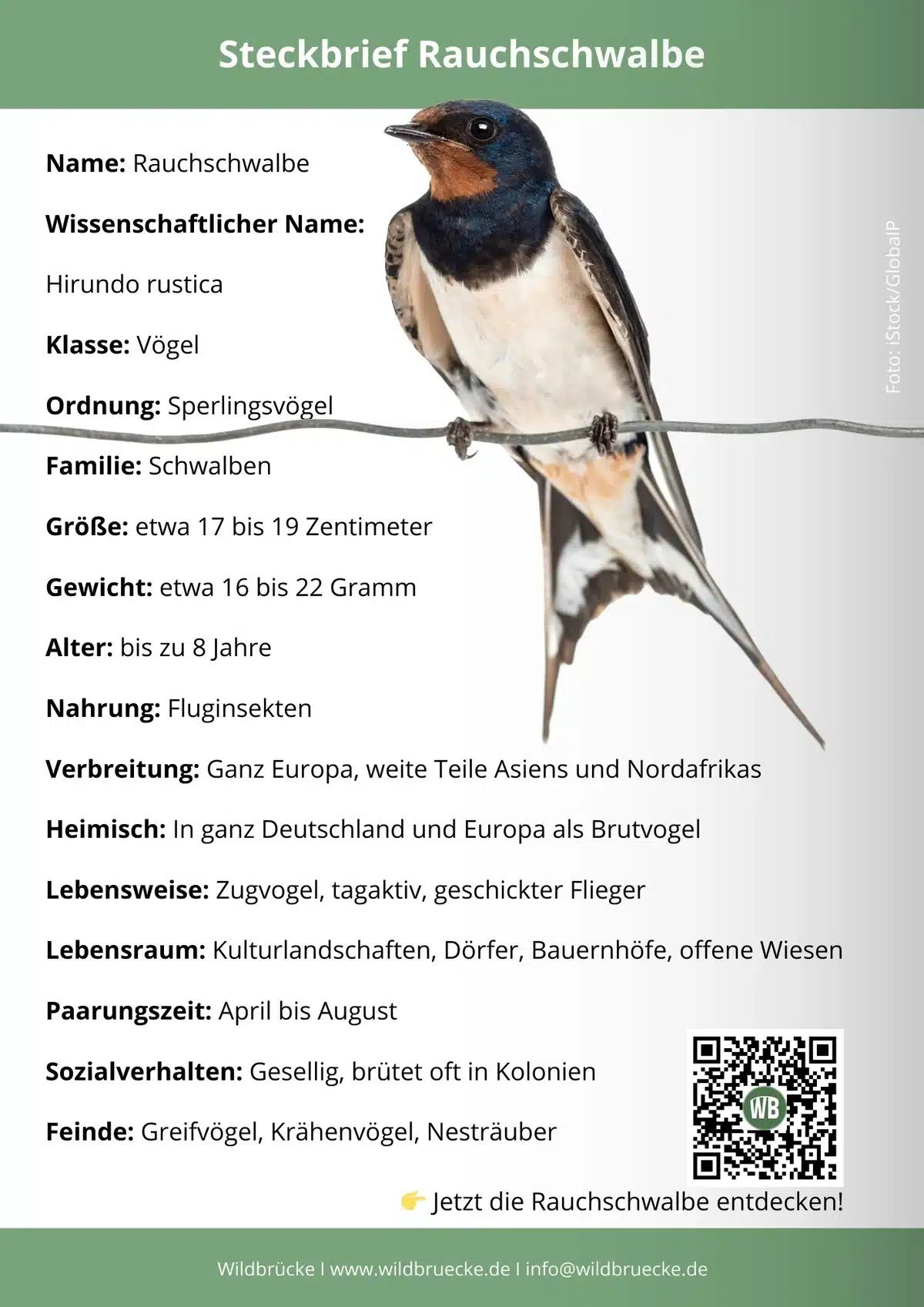 Rauchschwalbe Steckbrief - Vögel in Europa