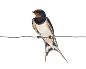 Rauchschwalbe - Vögel in Europa