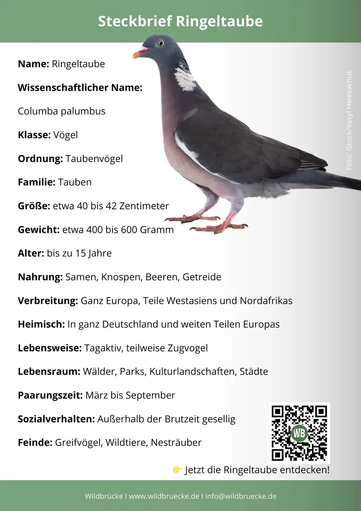 Ringeltaube Steckbrief - Vögel in Europa