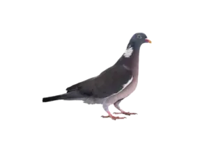 Ringeltaube - Vögel in Europa