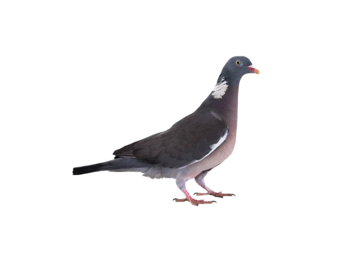 Ringeltaube - Vögel in Europa