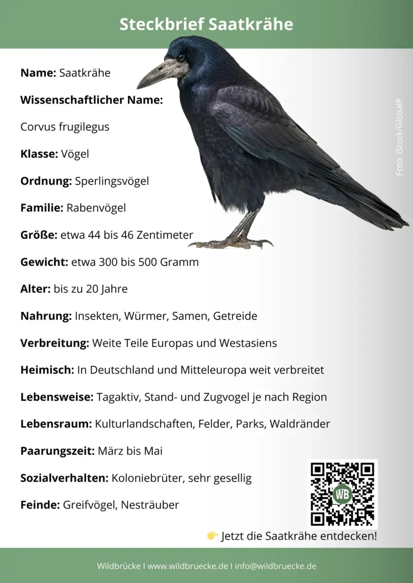 Saatkrähe Steckbrief