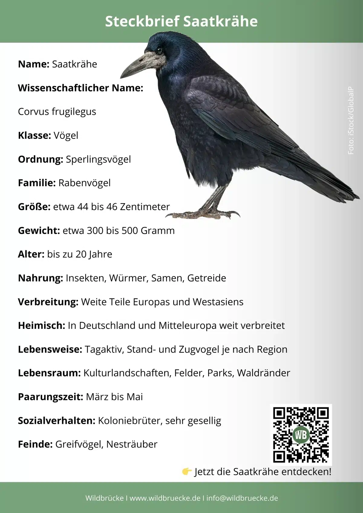 Saatkrähe Steckbrief - Vögel in Europa