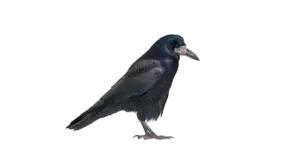 Saatkrähe - Vögel in Europa