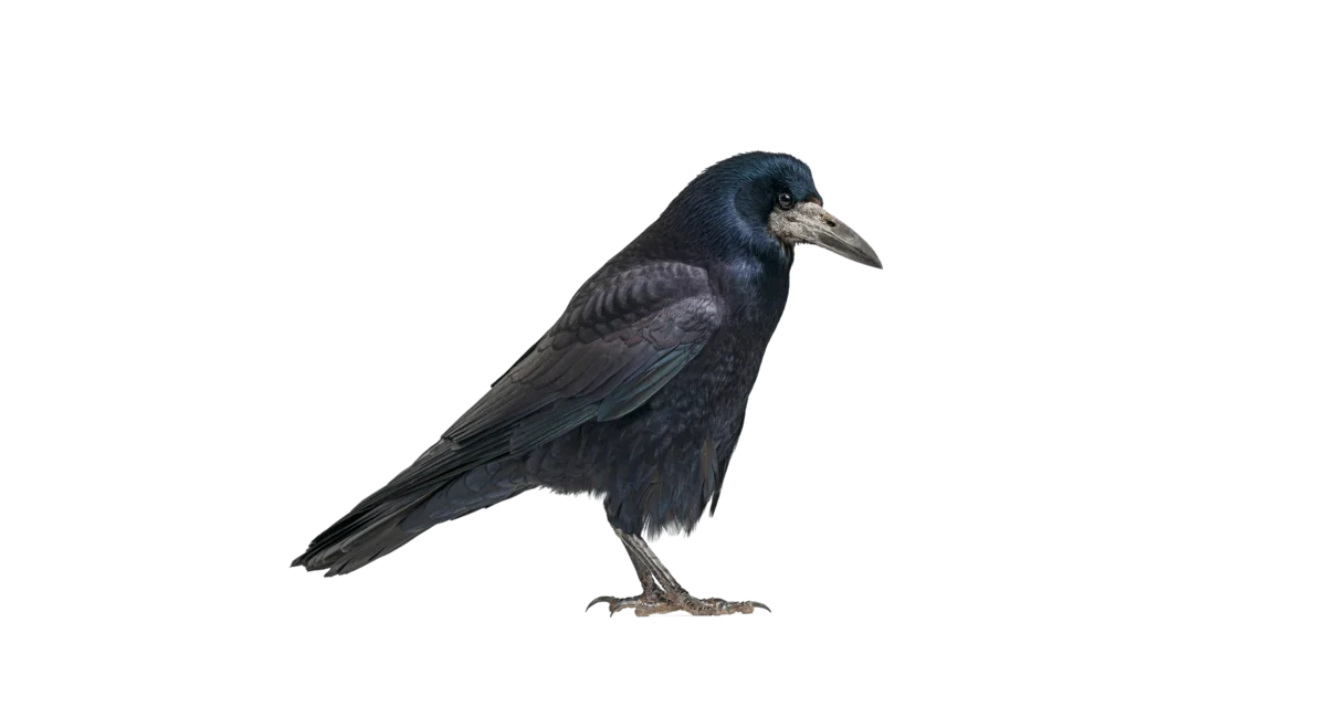 Saatkrähe - Vögel in Europa