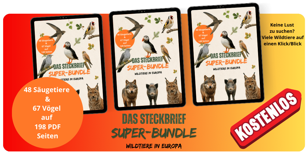 Steckbrief Super Bundle kostenlos herunterladen