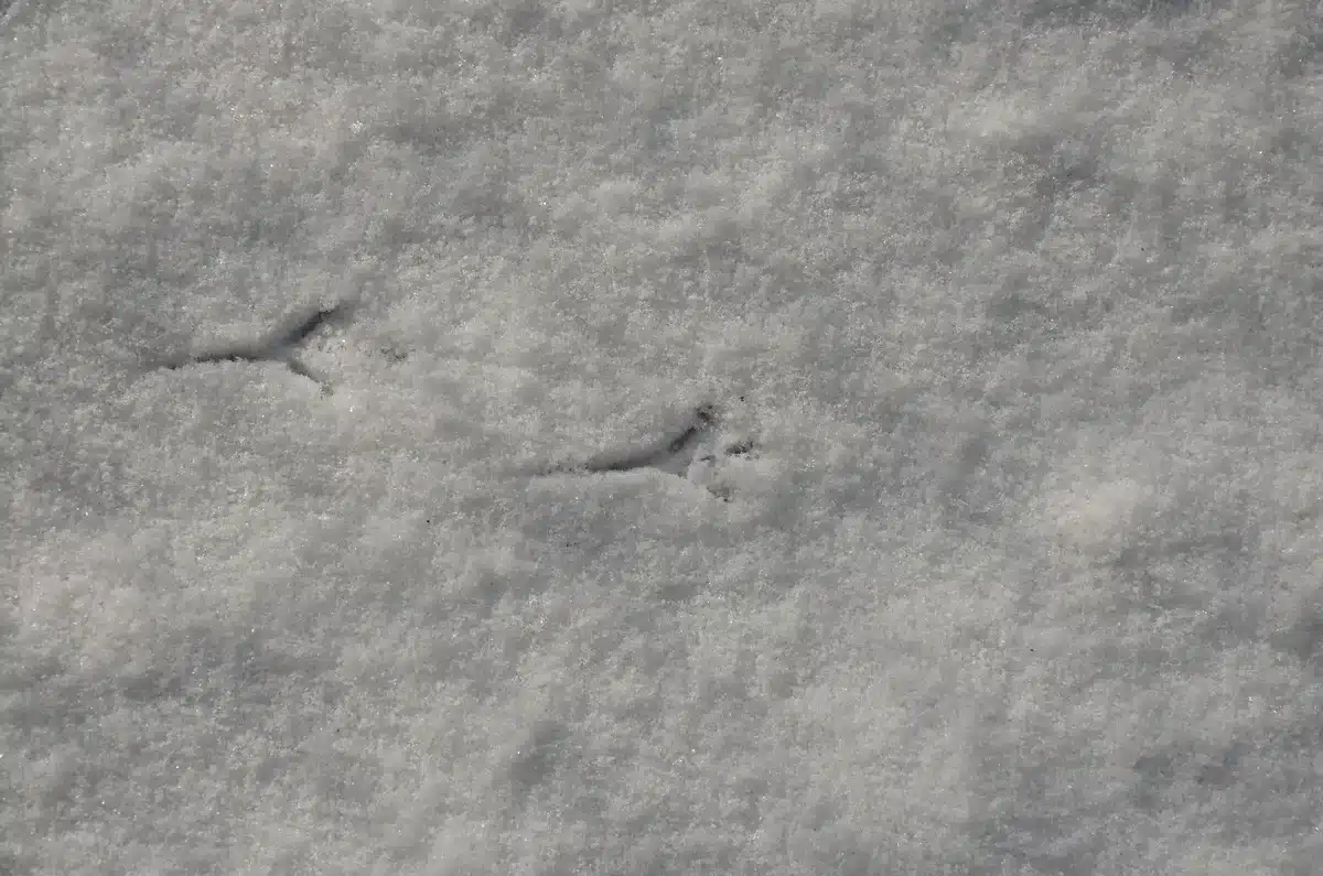 Amsel Spur im Schnee - Vögel in Europa
