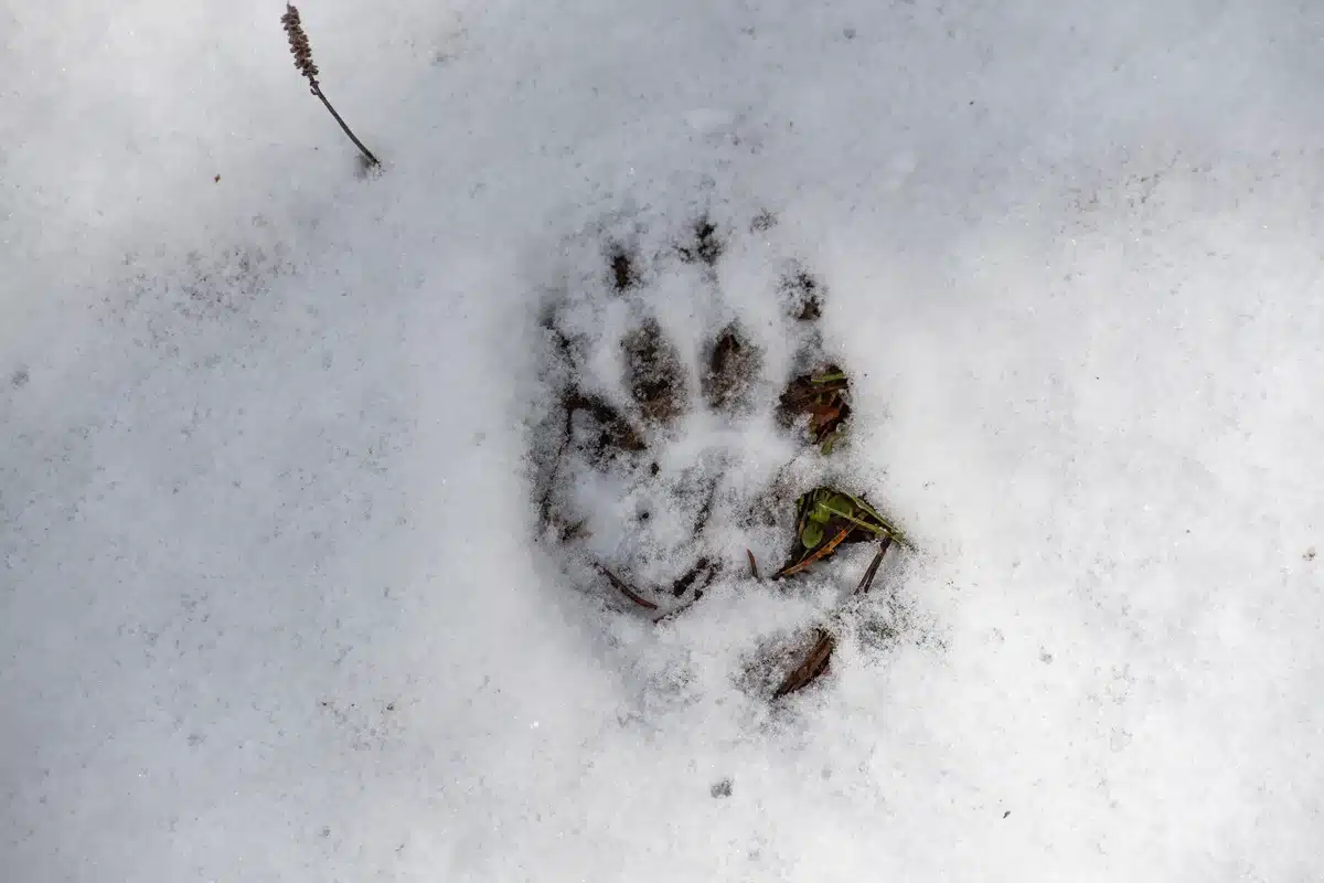 Dachs Spur im Schnee - Wildtiere in Europa